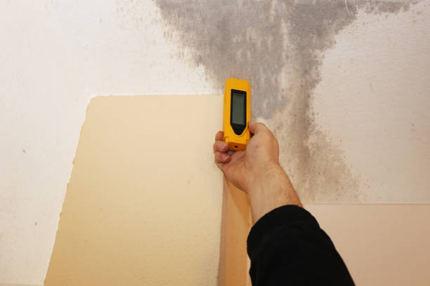 Mold Odor Removal Services in Osceola, MO